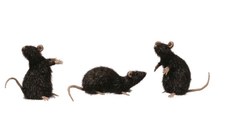 Faux Rat