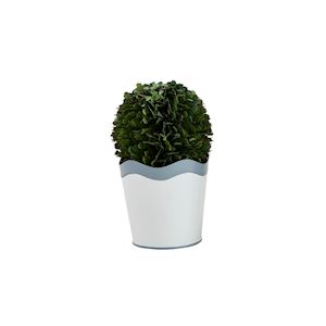 Scalloped Boxwood Pot