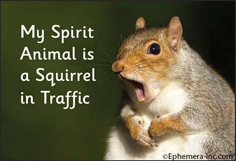 Magnet-My spirit animal is a squirrel in traffic.