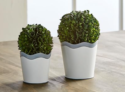 Scalloped Boxwood Pot