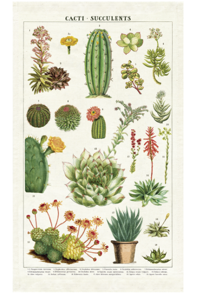 Vintage Tea Towel- Succulents