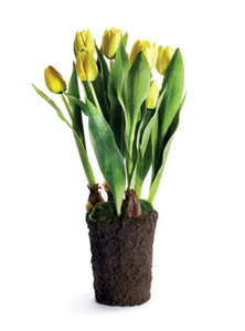 Tulip 22' In Yellow Drop in