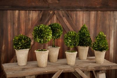 Boxwood Topiary