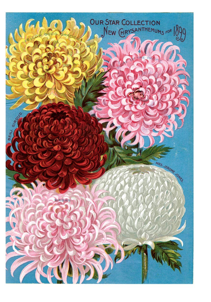 Chrysanthemums