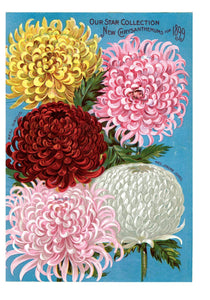 Chrysanthemums