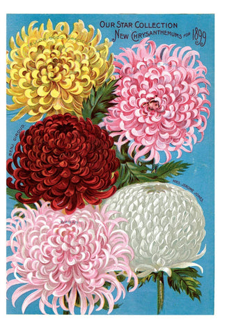 Chrysanthemums