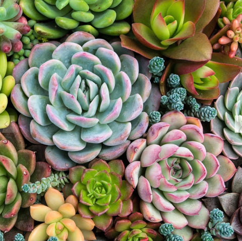 Pink Picasso Paint by Number Kit - Sensitive Succulents