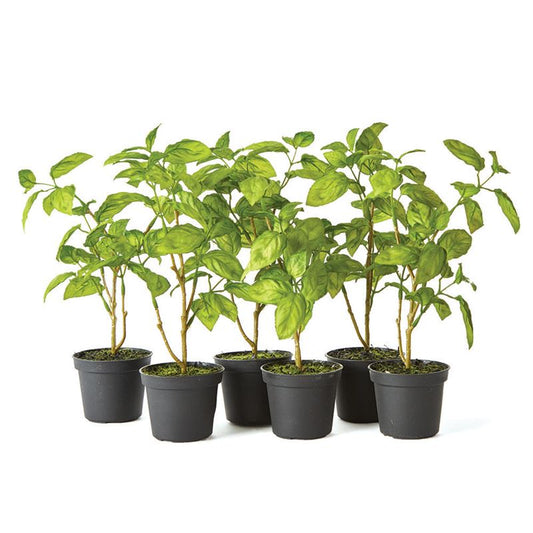 BASIL DROP-INS 11"/